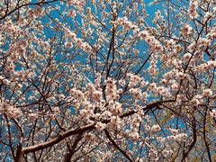 -桃花堤公园