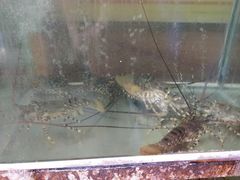 -QQ海鲜餐厅