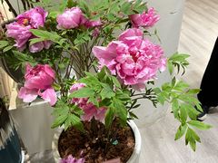 -上海辰山植物园