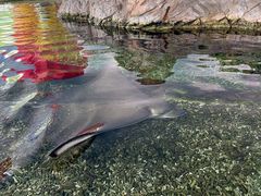 -珠海长隆海洋王国