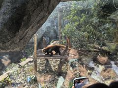-成都大熊猫繁育研究基地