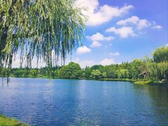 -上海共青森林公园