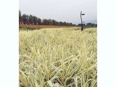 -洨河生态公园