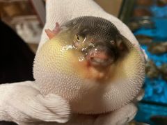 -天正河鲀·河豚亭(大连店)