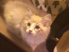 -十年猫舍·猫咪专门店(普陀店)