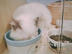 -屋虎猫馆(宝安大仟里店)