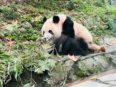 -都江堰中华大熊猫苑