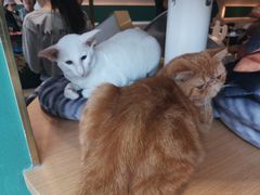 -飞行喵MR PILOT|猫舍·猫咖(静安大融城店)