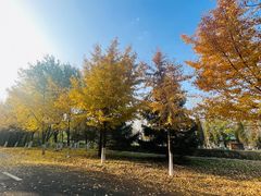 -长白岛森林公园