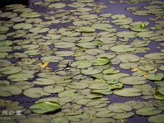 -荔湾湖公园