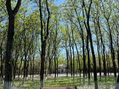 -大兴滨河森林公园