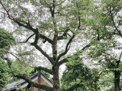 -广州中山纪念堂