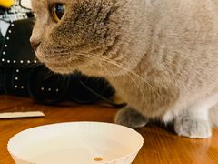 -猫小院猫主题餐厅(三里屯店)