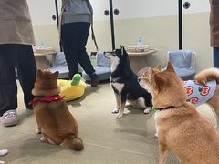 -逗柴咖啡屋·狗咖猫咖宠物桌游