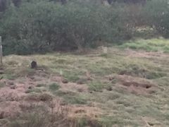 -企鹅岛