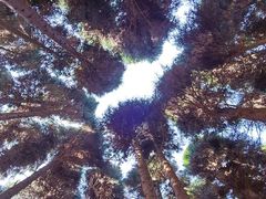 -武陵山森林公园