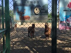 -北京麋鹿生态实验中心