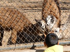 -大连森林动物园