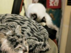 -猫色咖啡·猫咖