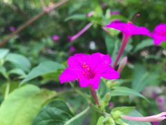 -上海佘山国家森林公园西佘山园