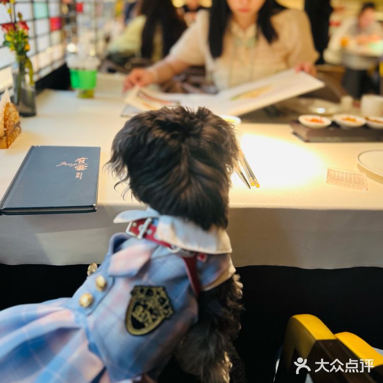 德基现在也有很多宠物友好餐饮店啦！