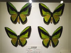 -上海大自然野生昆虫馆
