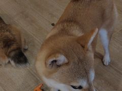 -南京Hallo宠物乐园·哈罗犬舍·柴犬繁育基地