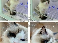 -爱洗澡的猫(天河路店)