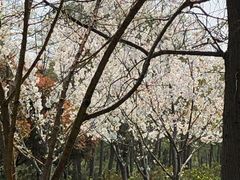 -同里国家湿地公园