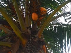 -15年老字号鑫鑫猪肚鸡·椰子鸡海南火锅(兴隆华侨农场店)