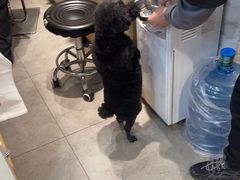 -帕帕拉兹宠物(亚洲旗舰店)