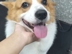 -宠物家(角门东店)