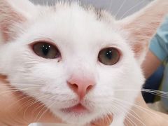 -艾吉宠物医院·疑难杂症转诊中心·猫友好(碧江路院)