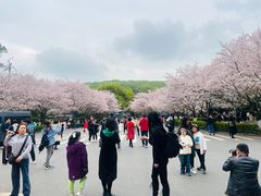 -武汉大学-樱园