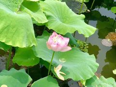 -荷塘月色湿地公园·向阳花洲