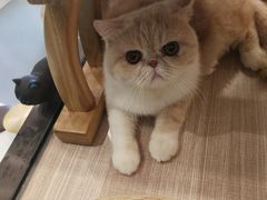 -飞行喵MR PILOT|猫舍·猫咖(静安大融城店)