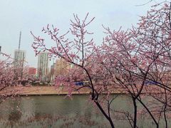 -桃花堤公园