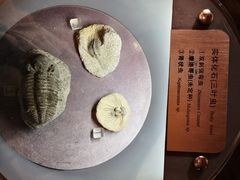 -河南自然博物馆