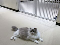-藏猫猫咖啡主题馆(中央大道店)