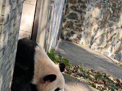 -都江堰中华大熊猫苑