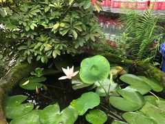 -先机泉水鸡汤(南山老君洞店)