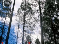 -东平国家森林公园