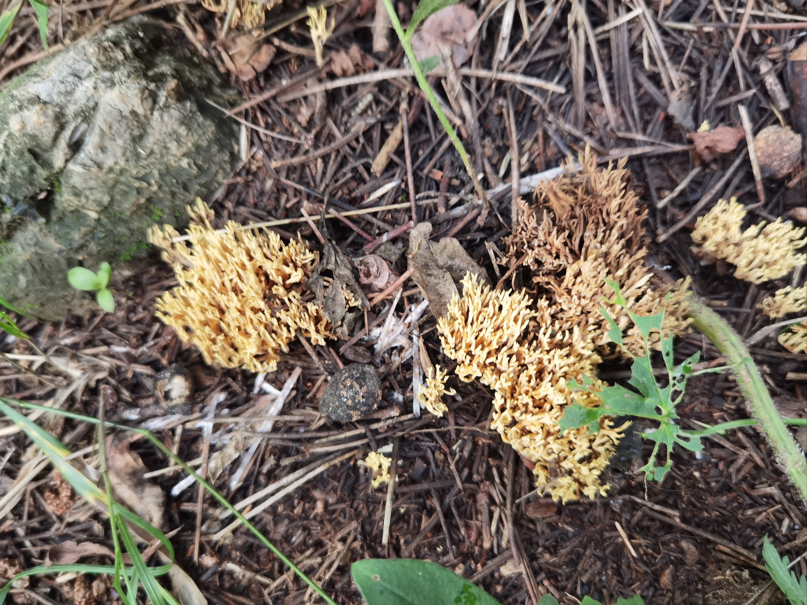 珊瑚菌种植技术图片