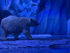 -上海海昌海洋公园-冰山北极馆