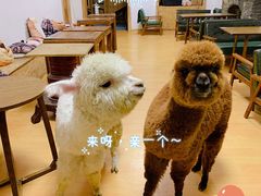 -猫色咖啡·猫咖