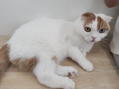 -有喵·猫咖·狗咖·30几只猫10只小狗(岗厦店)