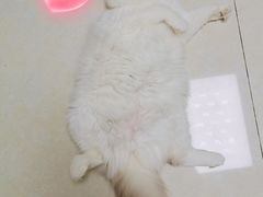 -佳怡动物医院·平价24小时·猫专科骨外科