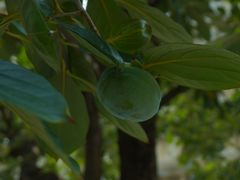 -北京石刻艺术博物馆(五塔寺)