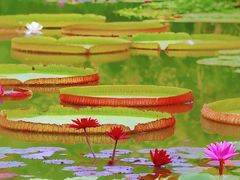 -国家植物园南园