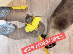 -有猫主题·治愈系猫咖(曾厝垵店)
